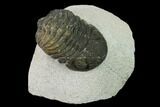 Bargain, Austerops Trilobite - Visible Eye Facets #171546-1